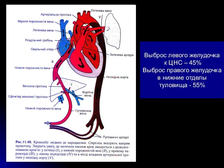Выброс левого желудочка к ЦНС – 45% Выброс правого желудочка в нижние отделы туловища - 55%