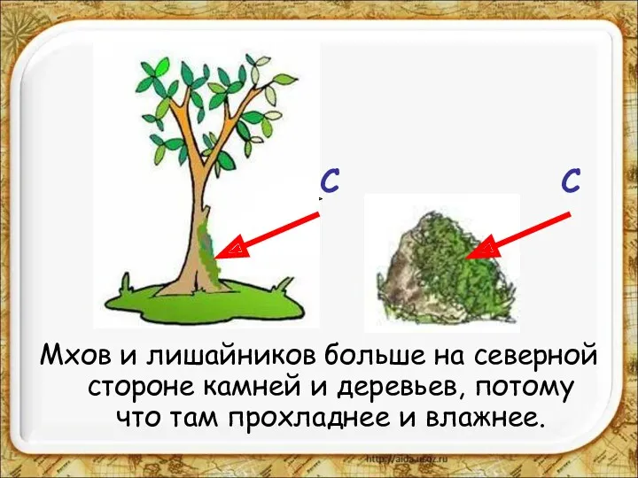 Мхов и лишайников больше на северной стороне камней и деревьев,