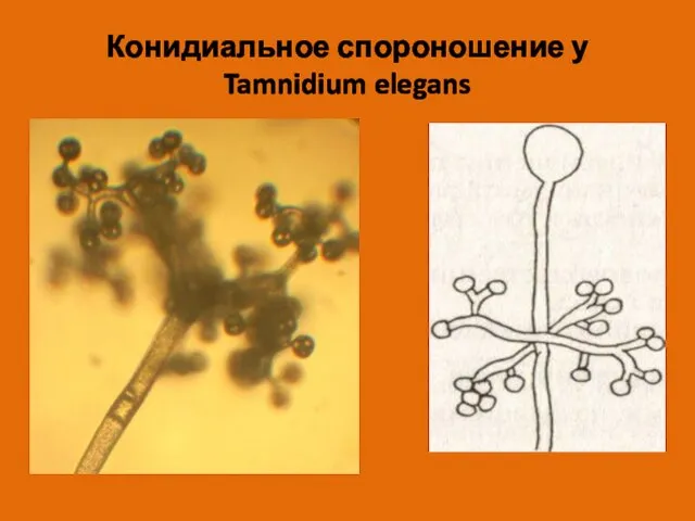 Конидиальное спороношение у Tamnidium elegans