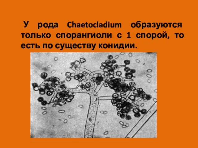 У рода Chaetocladium образуются только спорангиоли с 1 спорой, то есть по существу конидии.