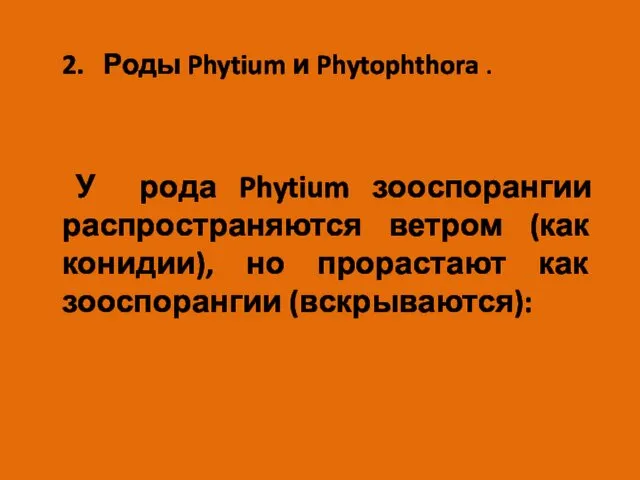 2. Роды Phytium и Phytophthora . У рода Phytium зооспорангии распространяются ветром (как