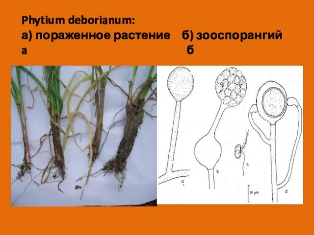 Phytium deborianum: а) пораженное растение б) зооспорангий a б