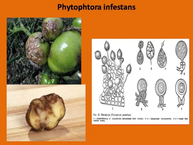 Phytophtora infestans