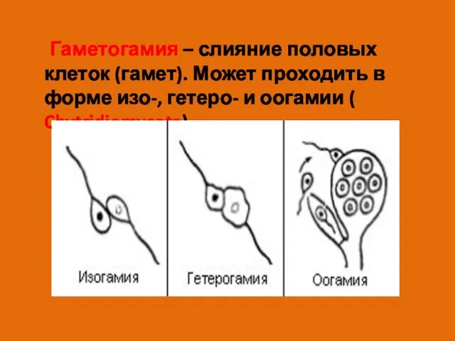 Гаметогамия – слияние половых клеток (гамет). Может проходить в форме изо-, гетеро- и оогамии ( Chytridiomycota).