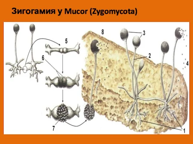 Зигогамия у Mucor (Zygomycota)