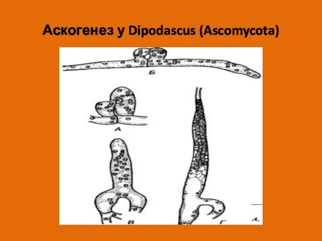 Аскогенез у Dipodascus (Ascomycota)