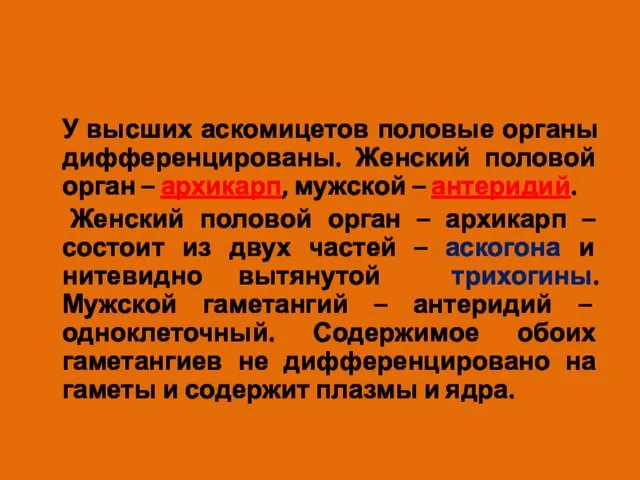 У высших аскомицетов половые органы дифференцированы. Женский половой орган –