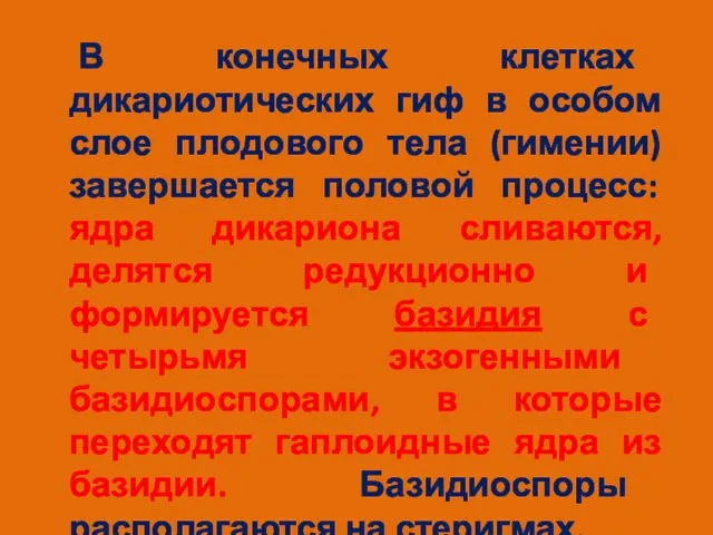 В конечных клетках дикариотических гиф в особом слое плодового тела