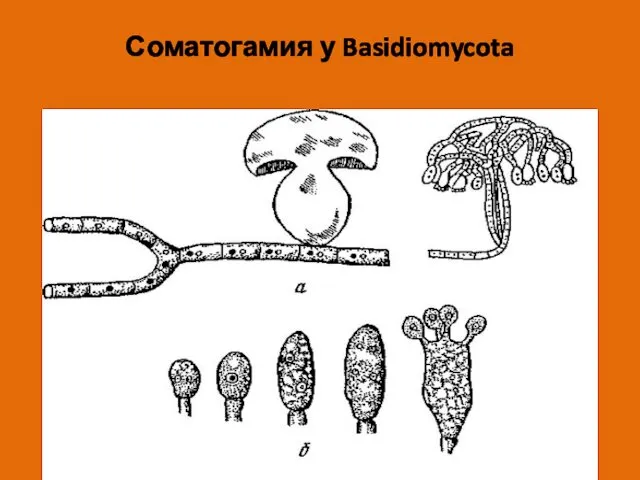 Соматогамия у Basidiomycota