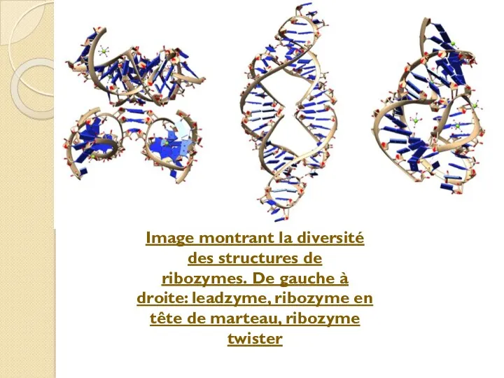 Image montrant la diversité des structures de ribozymes. De gauche