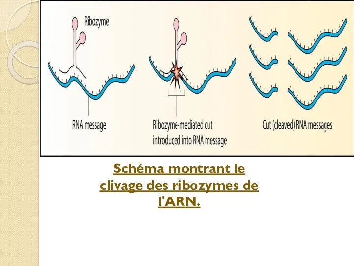 Schéma montrant le clivage des ribozymes de l'ARN.