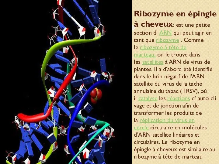 Ribozyme en épingle à cheveux: est une petite section d'