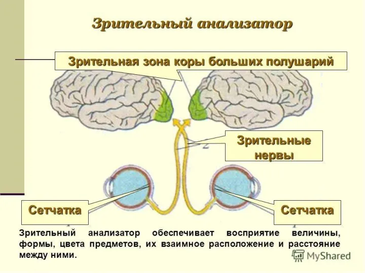 II Зрительный анализатор .Зрение.