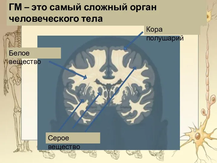 Кора полушарий ГМ – это самый сложный орган человеческого тела Белое вещество Серое вещество