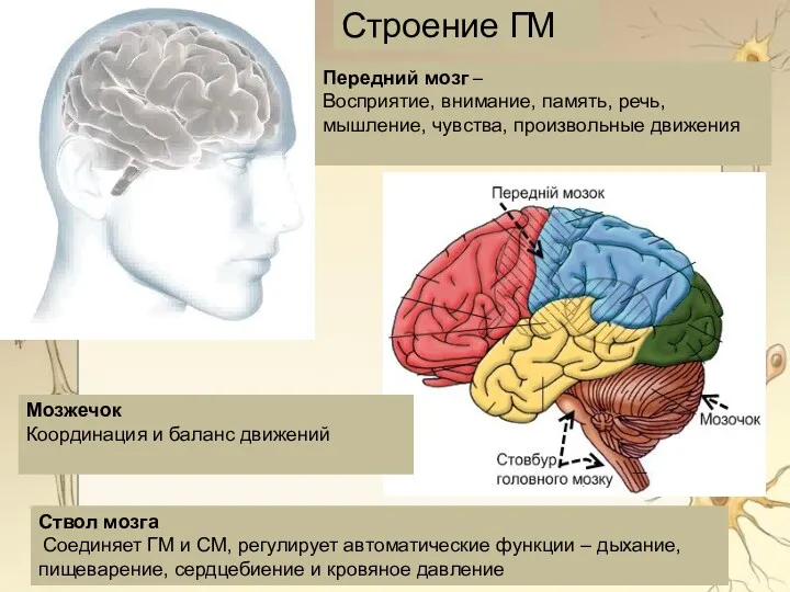 Мозжечок Координация и баланс движений Передний мозг – Восприятие, внимание,