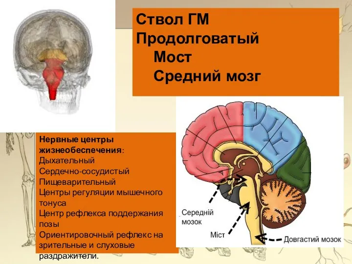 Нервные центры жизнеобеспечения: Дыхательный Сердечно-сосудистый Пищеварительный Центры регуляции мышечного тонуса