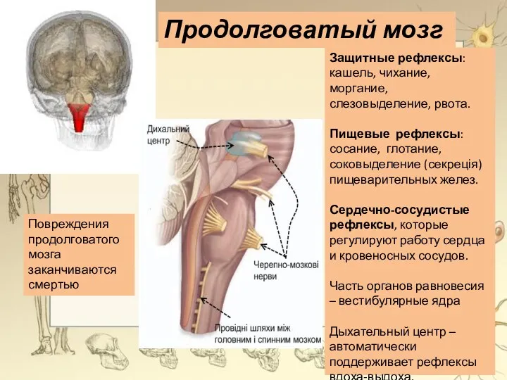 Повреждения продолговатого мозга заканчиваются смертью Продолговатый мозг Защитные рефлексы: кашель,