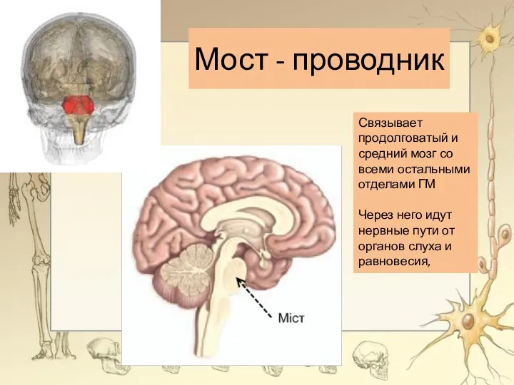 Мост - проводник Связывает продолговатый и средний мозг со всеми