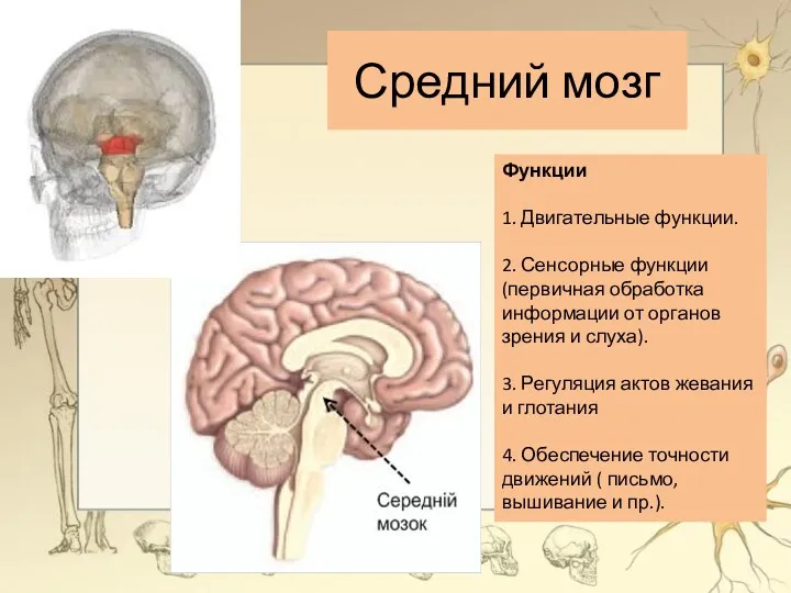 Функции 1. Двигательные функции. 2. Сенсорные функции (первичная обработка информации