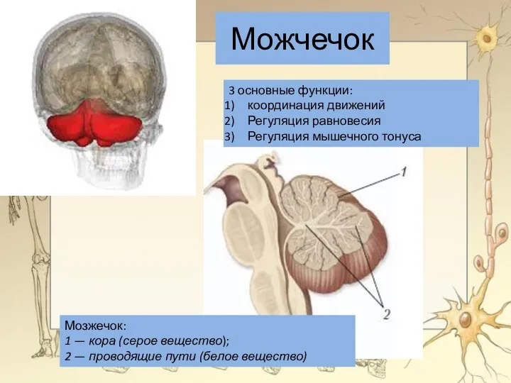 Можчечок Мозжечок: 1 — кора (серое вещество); 2 — проводящие