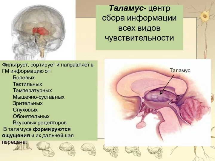 Таламус- центр сбора информации всех видов чувствительности Фильтрует, сортирует и