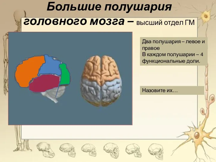Большие полушария головного мозга – высший отдел ГМ Два полушария