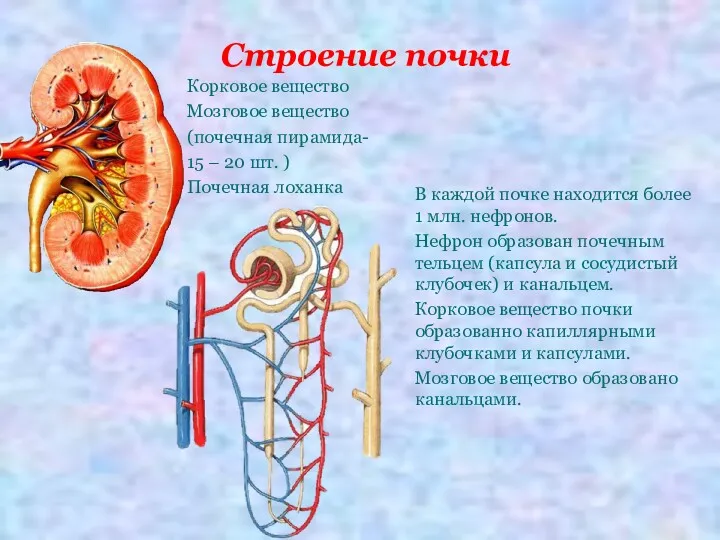 Строение почки Корковое вещество Мозговое вещество (почечная пирамида- 15 –