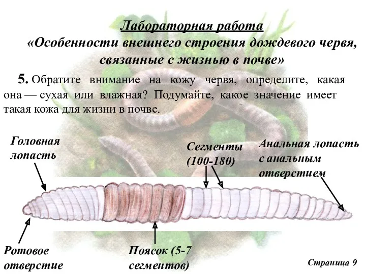 5. Обратите внимание на кожу червя, определите, какая она —