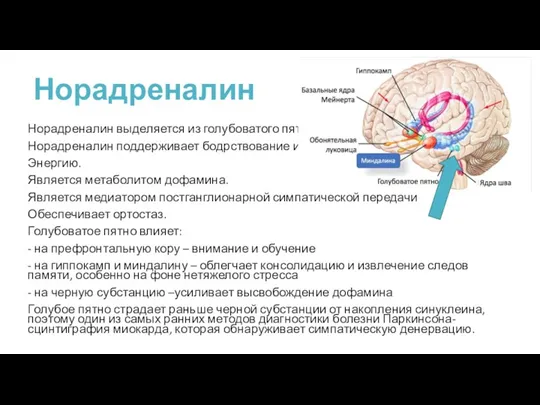 Норадреналин Норадреналин выделяется из голубоватого пятна. Норадреналин поддерживает бодрствование и