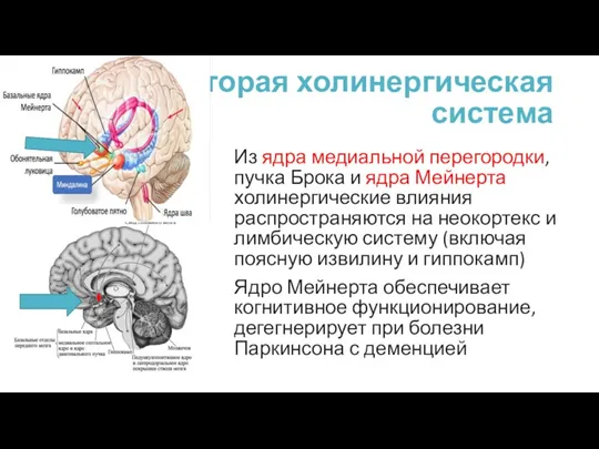 Вторая холинергическая система Из ядра медиальной перегородки, пучка Брока и