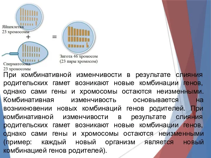 При комбинативной изменчивости в результате слияния родительских гамет возникают новые