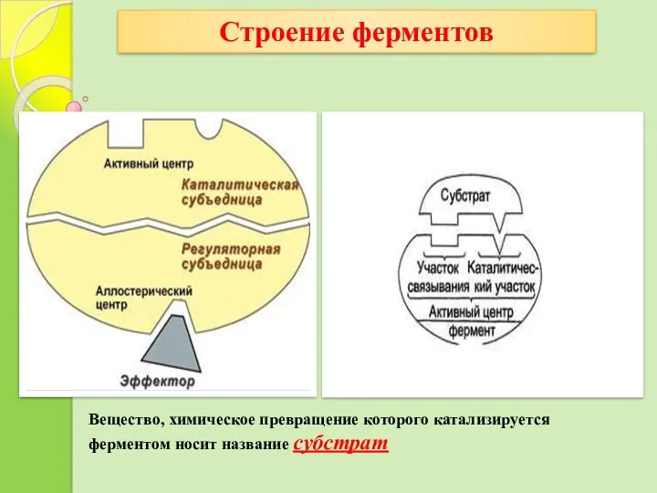 Строение ферментов Вещество, химическое превращение которого катализируется ферментом носит название субстрат