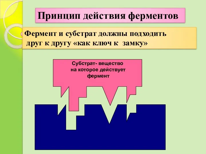 Субстрат- вещество на которое действует фермент Фермент и субстрат должны