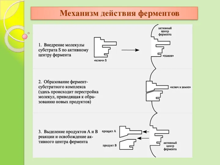 Механизм действия ферментов