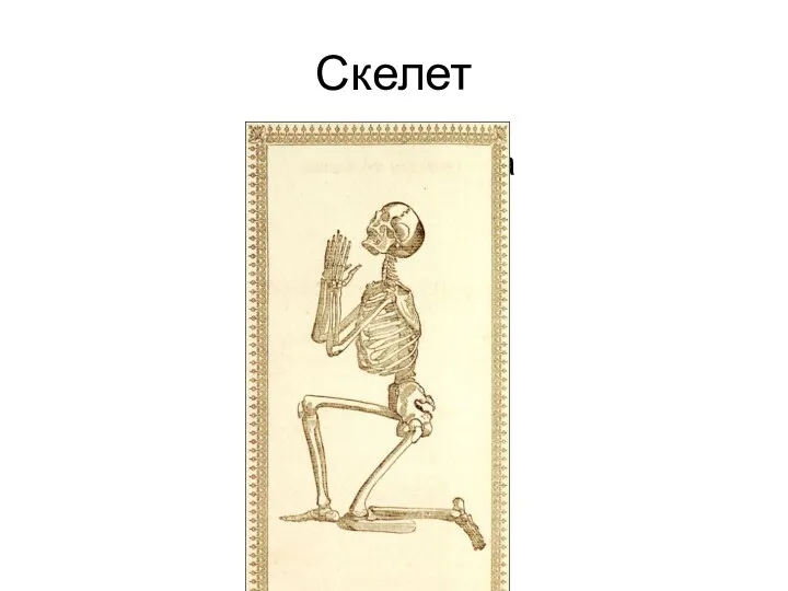 Скелет Функции скелета