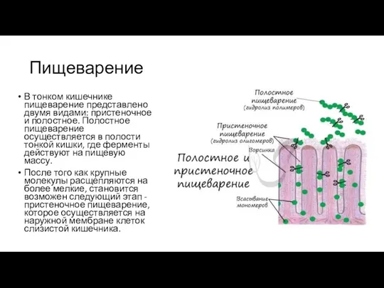 Пищеварение В тонком кишечнике пищеварение представлено двумя видами: пристеночное и