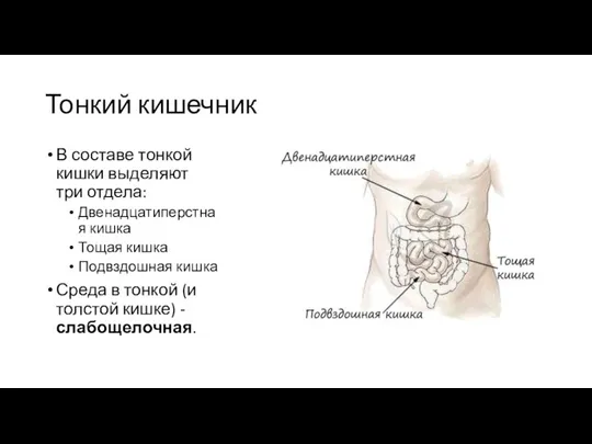 Тонкий кишечник В составе тонкой кишки выделяют три отдела: Двенадцатиперстная