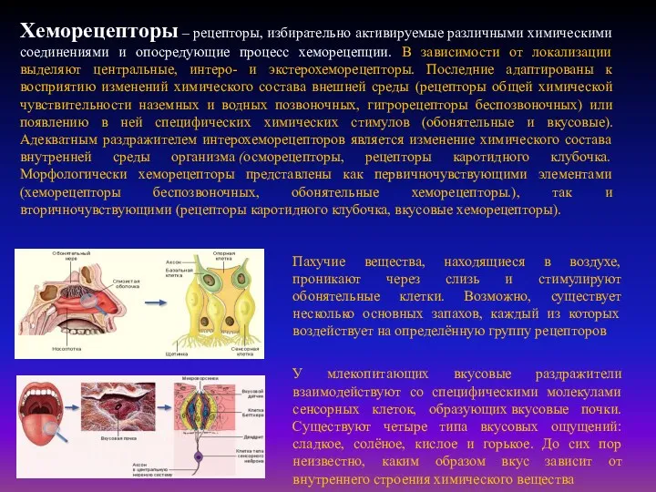 Пахучие вещества, находящиеся в воздухе, проникают через слизь и стимулируют