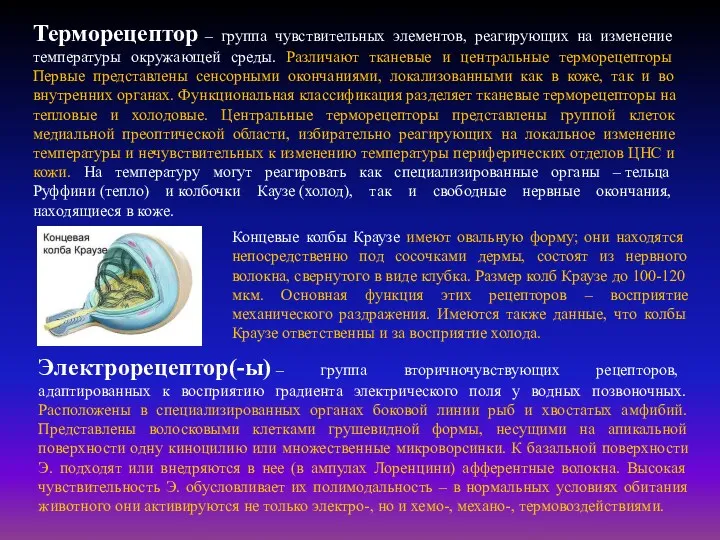 Терморецептор – группа чувствительных элементов, реагирующих на изменение температуры окружающей