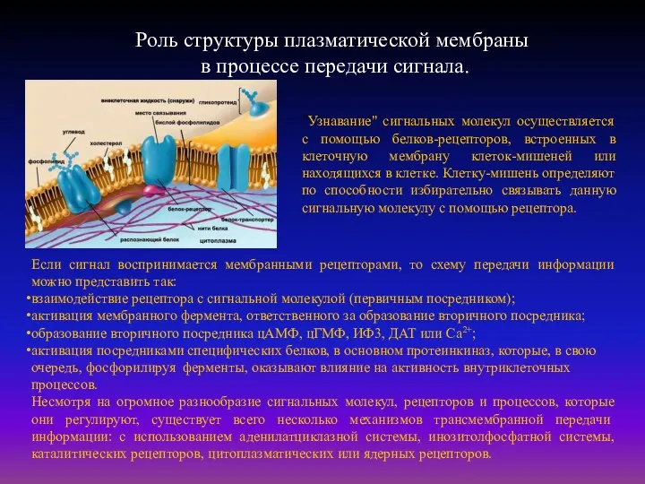 Роль структуры плазматической мембраны в процессе передачи сигнала. "Узнавание" сигнальных