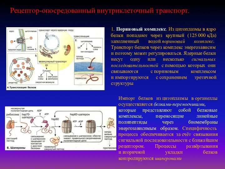 1. Пориновый комплекс. Из цитоплазмы в ядро белки попадают через