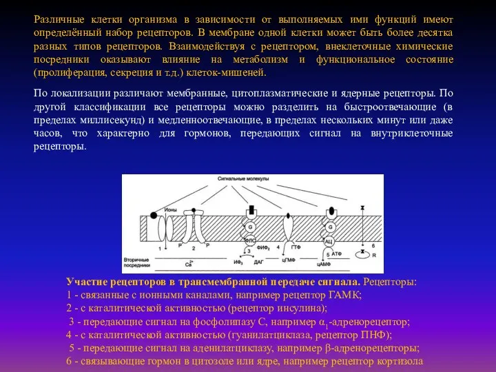 Участие рецепторов в трансмембранной передаче сигнала. Рецепторы: 1 - связанные