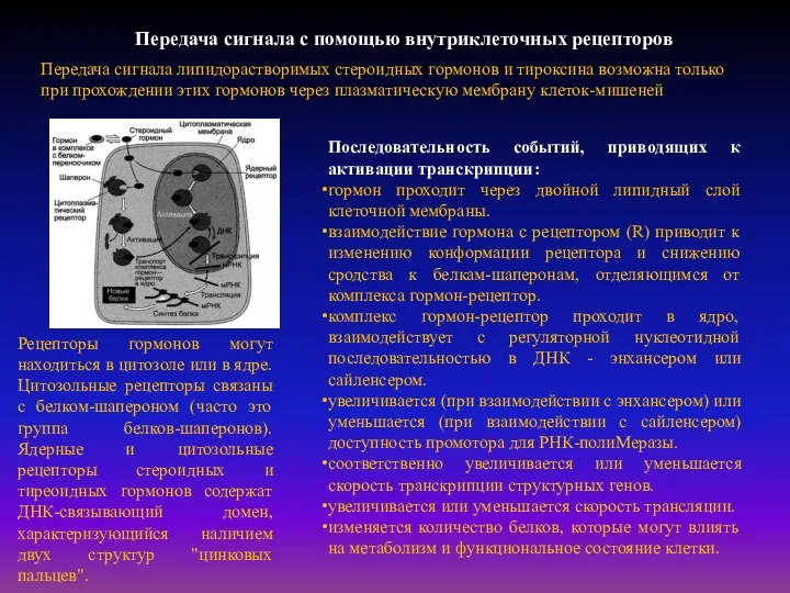 Передача сигнала с помощью внутриклеточных рецепторов Передача сигнала липидорастворимых стероидных