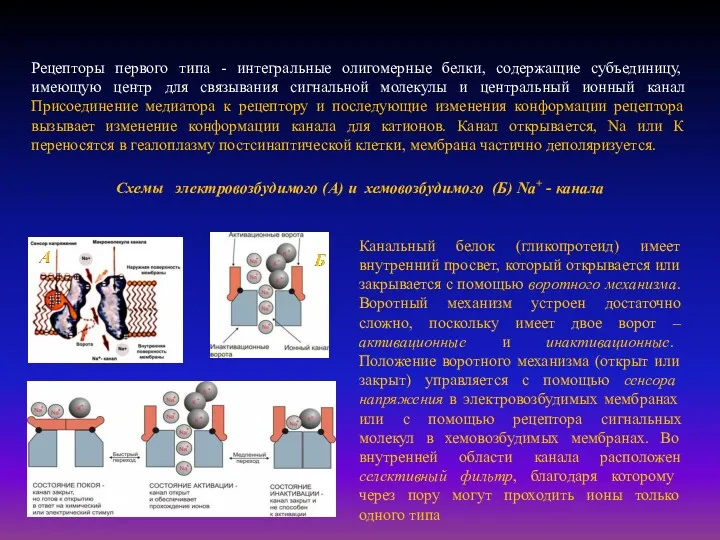 Рецепторы первого типа - интегральные олигомерные белки, содержащие субъединицу, имеющую