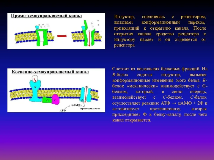 Индуктор, соединяясь с рецептором, вызывает конформационный переход, приводящий к открытию