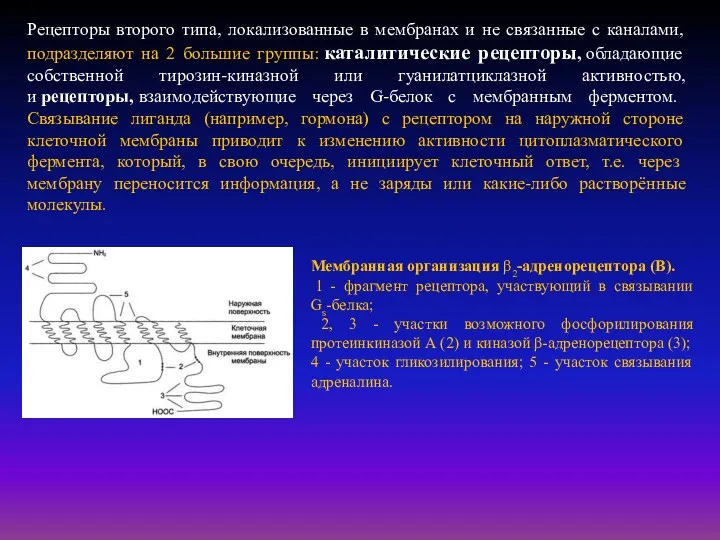 Рецепторы второго типа, локализованные в мембранах и не связанные с