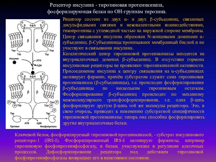 Рецептор инсулина - тирозиновая протеинкиназа, фосфорилирующая белки по ОН-группам тирозина.