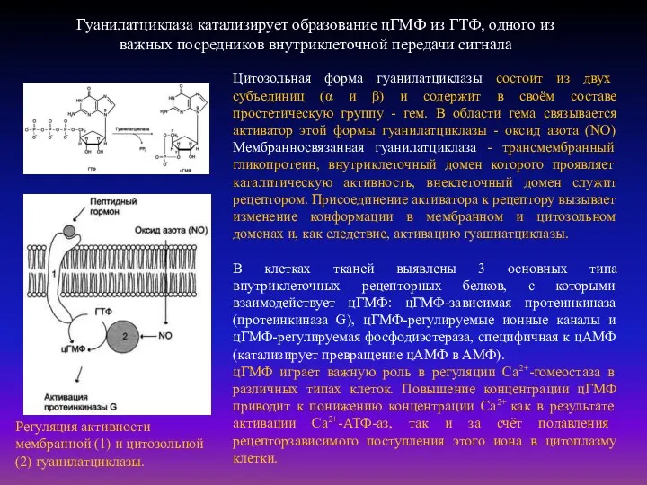 Гуанилатциклаза катализирует образование цГМФ из ГТФ, одного из важных посредников