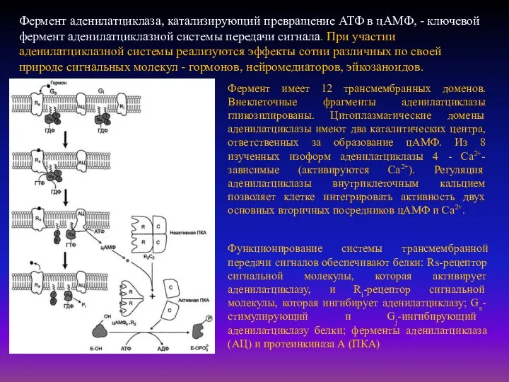 Фермент аденилатциклаза, катализирующий превращение АТФ в цАМФ, - ключевой фермент