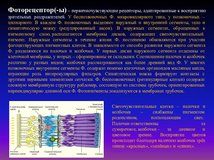 Светочувствительные клетки – палочки и колбочки – снабжены пигментом родопсином,